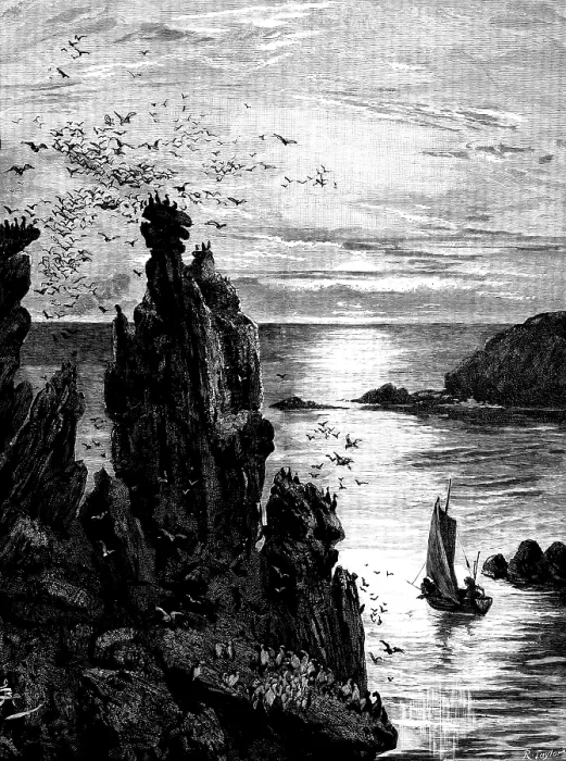 Framed Print : There in the dying light the puffins swam...and seagulls screamed...overhead, 1890. Creator: R. Taylor Framed Print : There in the dying light the puffins swam...and seagulls screamed...overhead, 1890. Creator: R. Taylor
