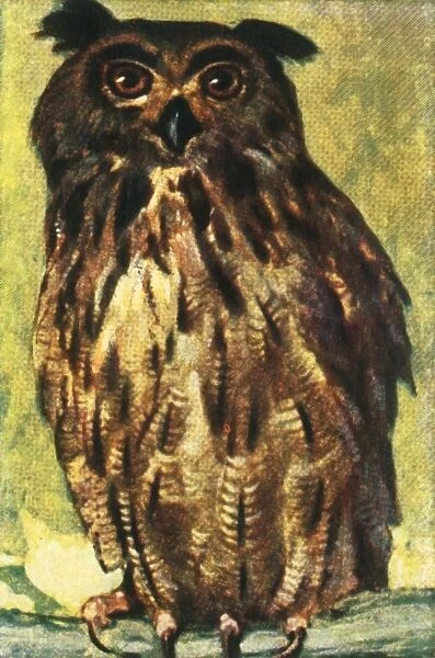 Eagle owl, c1928. Creator: Unknown