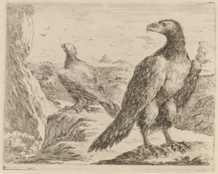Framed Print : Two Eagles, Both with Heads Turned to the Left. Creator: Stefano della Bella Framed Print : Two Eagles, Both with Heads Turned to the Left. Creator: Stefano della Bella