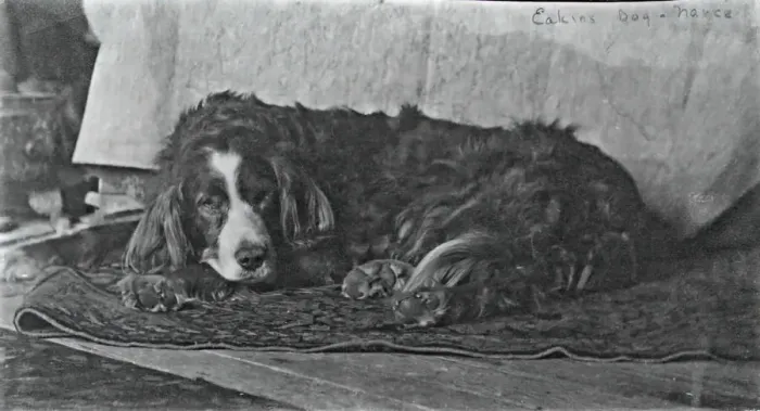 Framed Print : Eakinss Dog Harry, c. 1880-1890. Creator: Thomas Eakins Framed Print : Eakinss Dog Harry, c. 1880-1890. Creator: Thomas Eakins