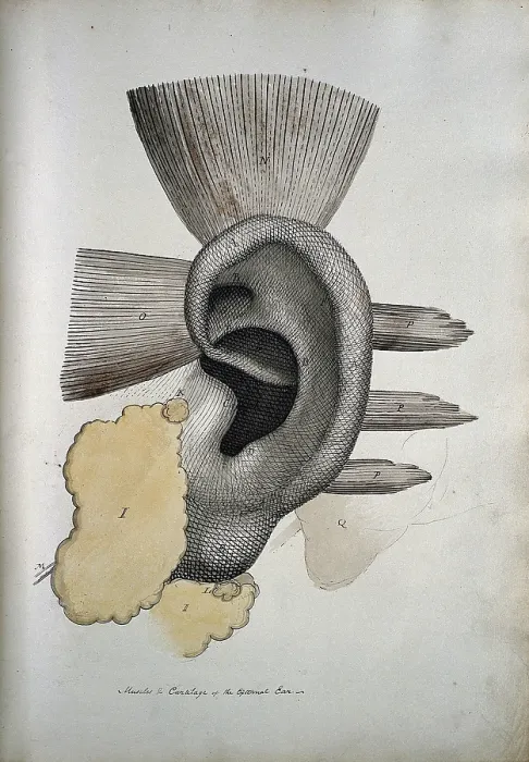 Framed Print : The ear: muscles and cartailage, between 1800 and 1899. Creator: Unknown Framed Print : The ear: muscles and cartailage, between 1800 and 1899. Creator: Unknown