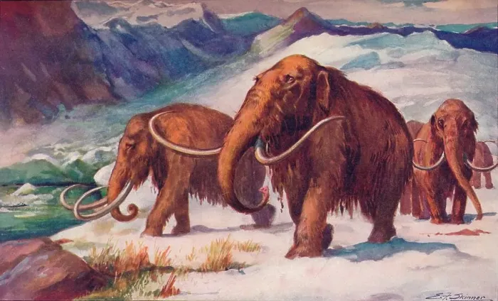 Framed Print : The early Ice Age, when mammoths roamed the Earth and Man was arising, 1907 Framed Print : The early Ice Age, when mammoths roamed the Earth and Man was arising, 1907