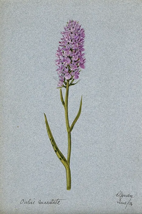 Framed Print : Early purple orchid (Orchis mascula): flowering stem, 1904. Creator: Unknown Framed Print : Early purple orchid (Orchis mascula): flowering stem, 1904. Creator: Unknown