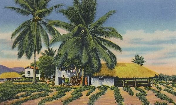 East Indian Huts, Trinidad, B.W.I. c1940s. Creator: Unknown