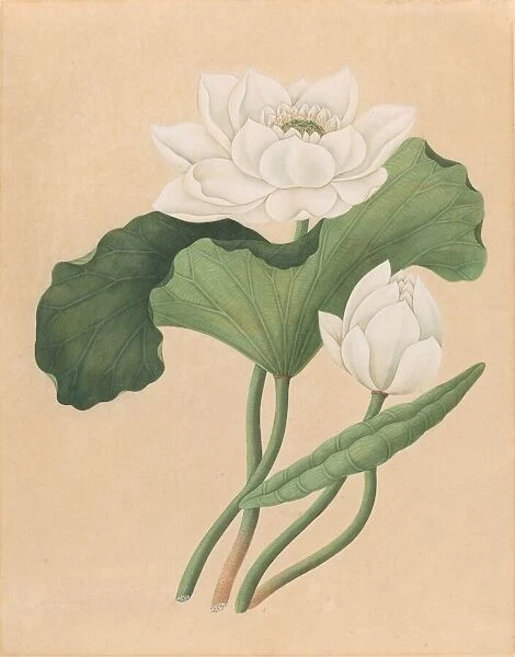 East Indian Lotus (Nelumbo nucifera), late 19th century. Creator: Unknown