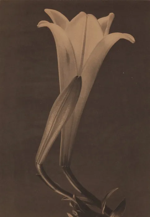 Framed Print : Easter Lily and Bud, 1925. Creator: Tina Modotti Framed Print : Easter Lily and Bud, 1925. Creator: Tina Modotti
