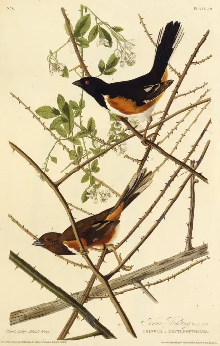 Framed Print : The eastern towhee. From The Birds of America, 1827-1838. Creator: Audubon Framed Print : The eastern towhee. From The Birds of America, 1827-1838. Creator: Audubon