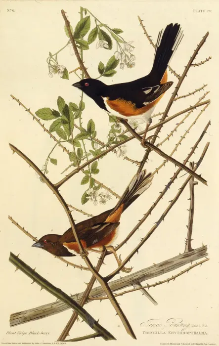 Framed Print : The eastern towhee. From The Birds of America, 1827-1838. Creator: Audubon Framed Print : The eastern towhee. From The Birds of America, 1827-1838. Creator: Audubon