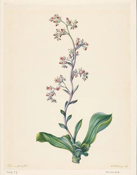Echeveria Grandiflora, 1847. Creator: Elisabeth Johanna Koning