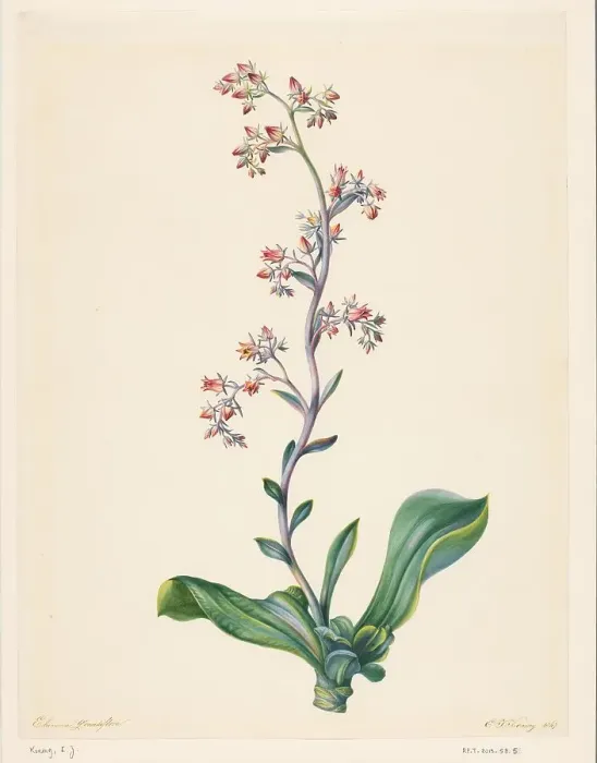 Framed Print : Echeveria Grandiflora, 1847. Creator: Elisabeth Johanna Koning Framed Print : Echeveria Grandiflora, 1847. Creator: Elisabeth Johanna Koning