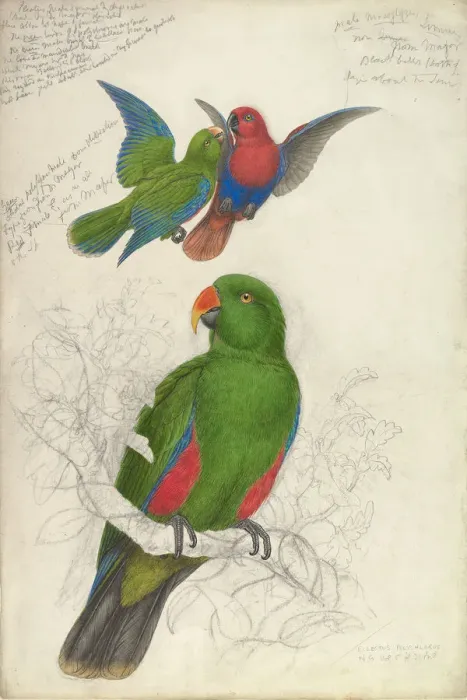 Framed Print : Eclectus Roratus Polychloros, ca. 1830-32. Creator: Edward Lear Framed Print : Eclectus Roratus Polychloros, ca. 1830-32. Creator: Edward Lear