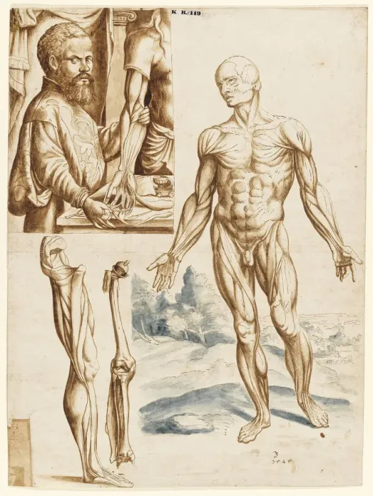 Framed Print : Ecorche with Portrait of Andreas Vesalius (1514-1564), 1545 Framed Print : Ecorche with Portrait of Andreas Vesalius (1514-1564), 1545