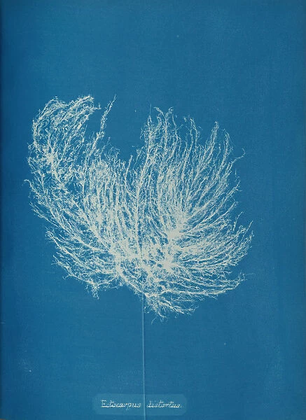 Ectocarpus distantus, ca. 1853. Creator: Anna Atkins