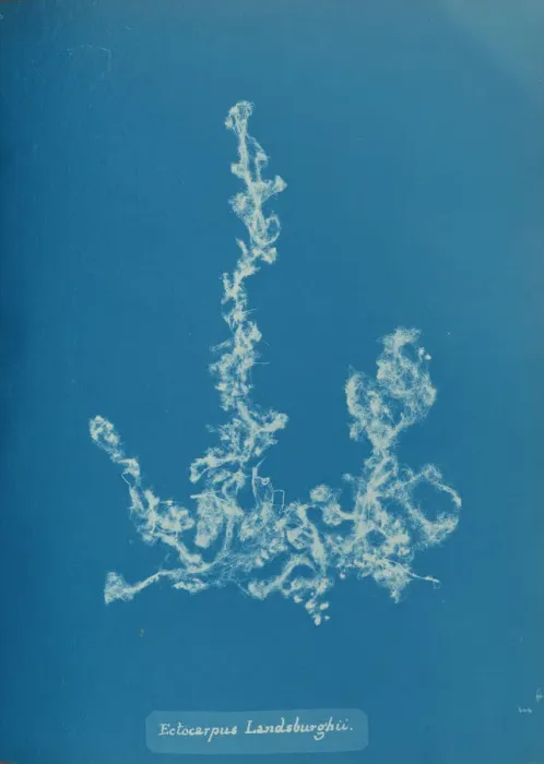 Framed Print : Ectocarpus Landsburghii, ca. 1853. Creator: Anna Atkins Framed Print : Ectocarpus Landsburghii, ca. 1853. Creator: Anna Atkins