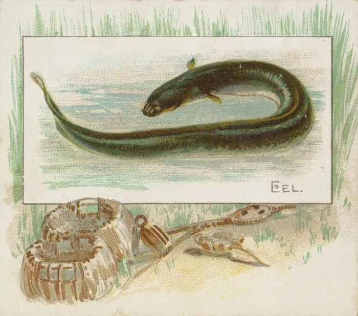 Framed Print : Eel, from Fish from American Waters series (N39) for Allen & Ginter Cigarettes, 1889 Framed Print : Eel, from Fish from American Waters series (N39) for Allen & Ginter Cigarettes, 1889