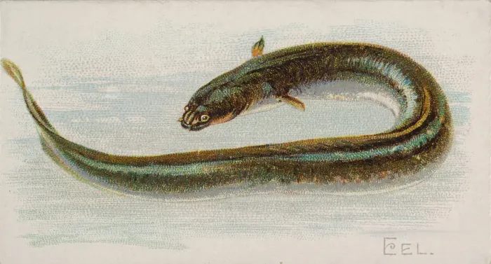 Framed Print : Eel, from the Fish from American Waters series (N8) for Allen & Framed Print : Eel, from the Fish from American Waters series (N8) for Allen &
