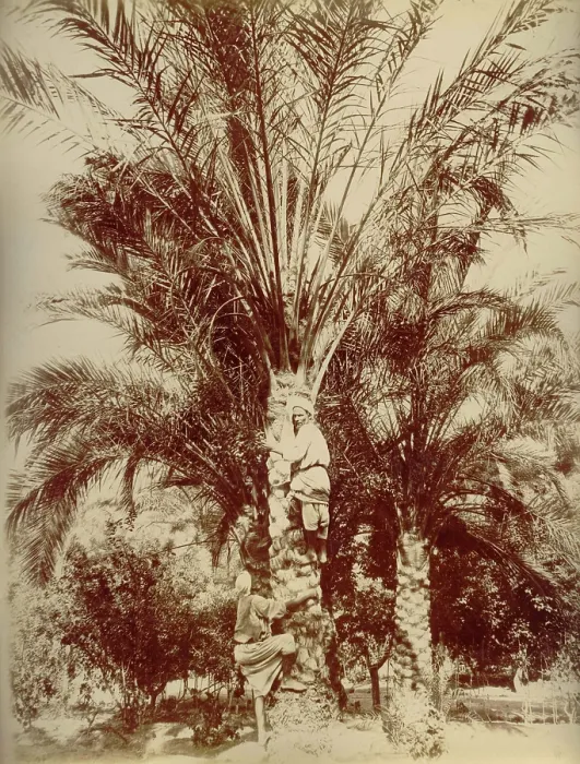 Framed Print : Egypt, 1880. Creator: Hippolyte Arnoux Framed Print : Egypt, 1880. Creator: Hippolyte Arnoux
