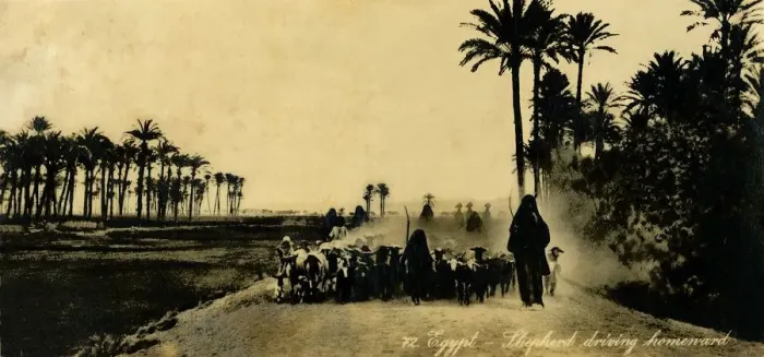 Framed Print : Egypt - Shepherd driving homeward, c1918-c1939. Creator: Unknown Framed Print : Egypt - Shepherd driving homeward, c1918-c1939. Creator: Unknown