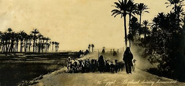 Egypt - Shepherd driving homeward, c1918-c1939. Creator: Unknown