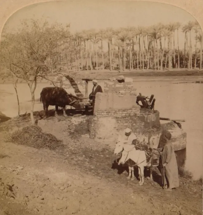 Framed Print : An Egyptian Sakiyeh, Drawing Nile Water for Irrigation, Egypt, 1896 Framed Print : An Egyptian Sakiyeh, Drawing Nile Water for Irrigation, Egypt, 1896