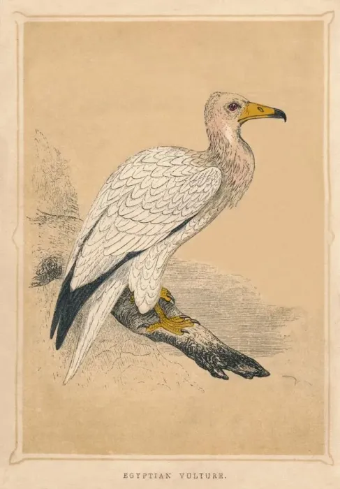 Framed Print : Egyptian Vulture, (Neophron percnopterus), c1850, (1856) Framed Print : Egyptian Vulture, (Neophron percnopterus), c1850, (1856)