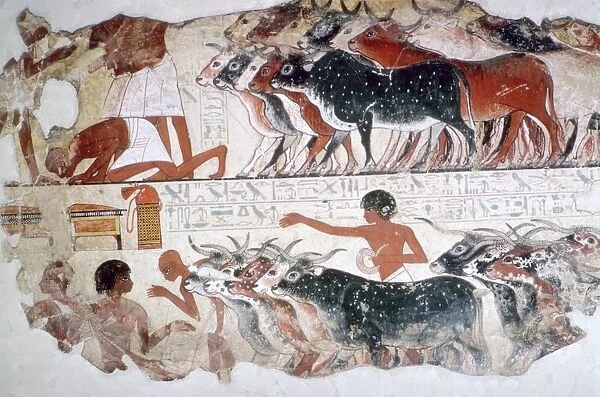 Egyptian wall-painting of the inspection of cattle