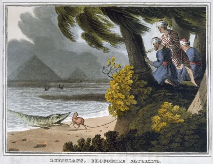 Framed Print : Egyptians, Crocodile Catching, 1813. Artist: Matthew Dubourg Framed Print : Egyptians, Crocodile Catching, 1813. Artist: Matthew Dubourg