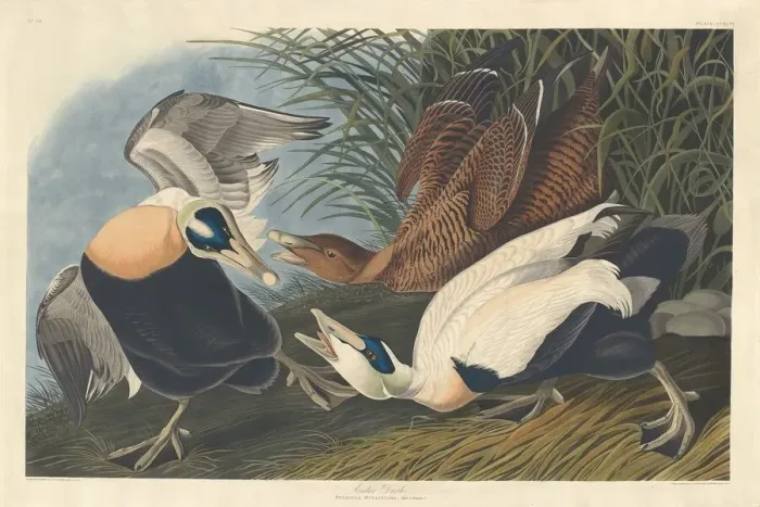 Framed Print : Eider Duck, 1835. Creator: Robert Havell Framed Print : Eider Duck, 1835. Creator: Robert Havell