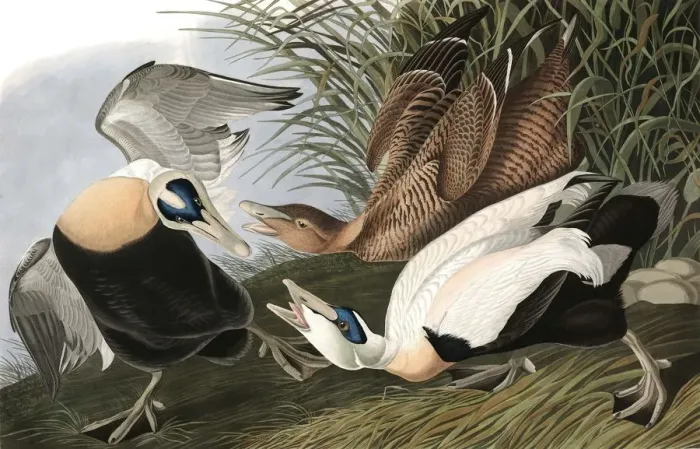 Framed Print : Eider Duck, Fuligula Mollissima, 1845 Framed Print : Eider Duck, Fuligula Mollissima, 1845