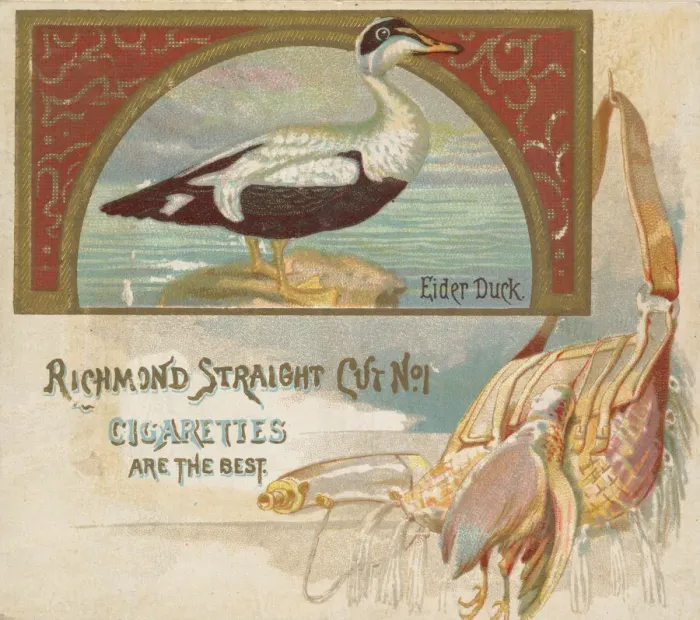 Framed Print : Eider Duck, from the Game Birds series (N40) for Allen & Ginter Cigarettes, 1888-90 Framed Print : Eider Duck, from the Game Birds series (N40) for Allen & Ginter Cigarettes, 1888-90