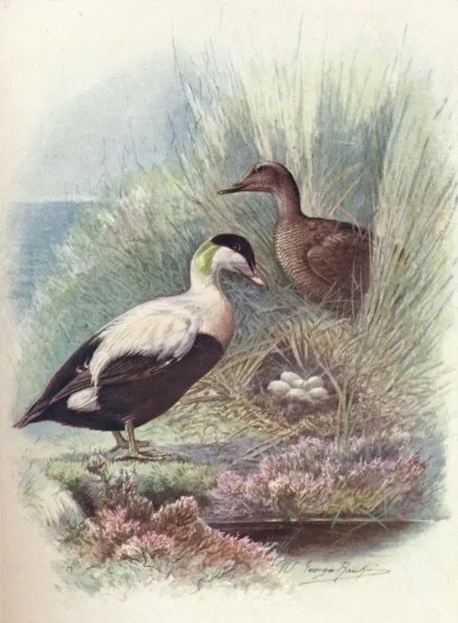 Framed Print : Eider-Duck - Somate ria mollis sima, c1910, (1910). Artist: George James Rankin Framed Print : Eider-Duck - Somate ria mollis sima, c1910, (1910). Artist: George James Rankin