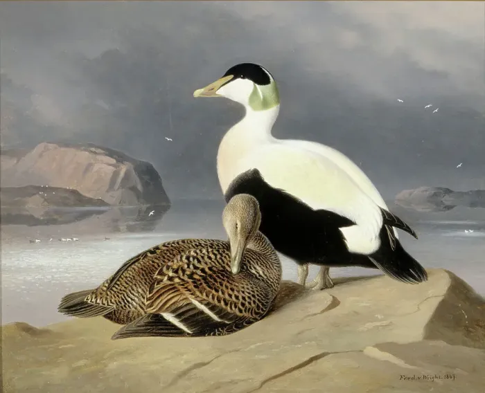 Framed Print : Two Eiders, 1867. Creator: Ferdinand von Wright Framed Print : Two Eiders, 1867. Creator: Ferdinand von Wright