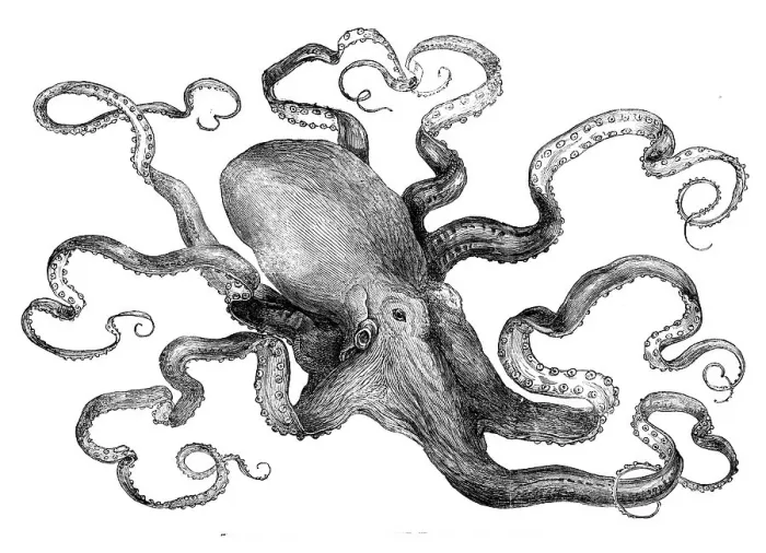 Framed Print : The eight-armed cuttle-fish in the Crystal Palace Aquarium, 1871. Creator: Unknown Framed Print : The eight-armed cuttle-fish in the Crystal Palace Aquarium, 1871. Creator: Unknown