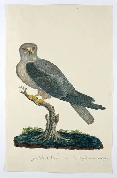 Framed Print : Elanus caeruleus (Black-winged kite), 1777-1786. Creators: Robert Jacob Gordon, Johannes Schumacher