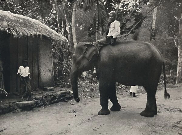 Elefant auf einem Wege bei Kandy, 1926