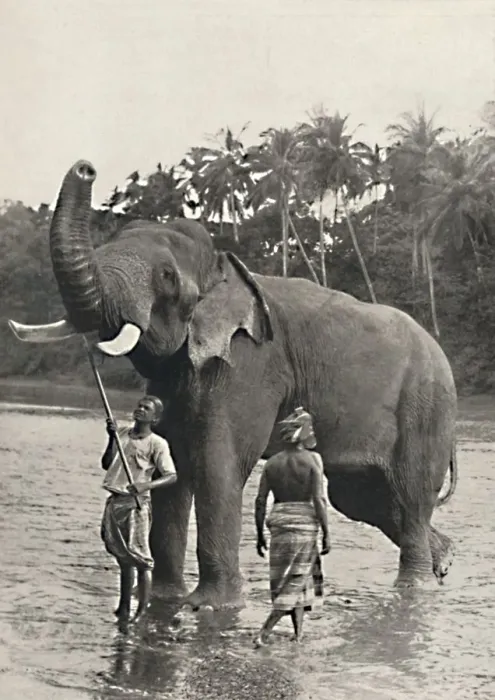 Framed Print : Elefant in der Mahavaliganga, 1926 Framed Print : Elefant in der Mahavaliganga, 1926