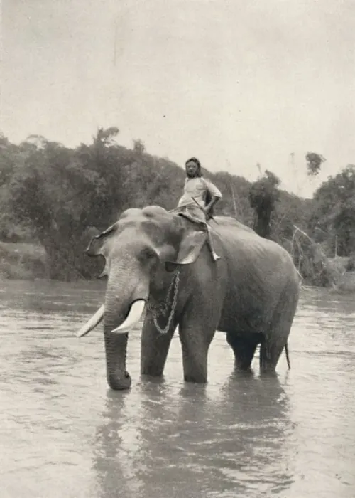 Framed Print : Elefant mit Kornak (In der Mahavaliganga), 1926