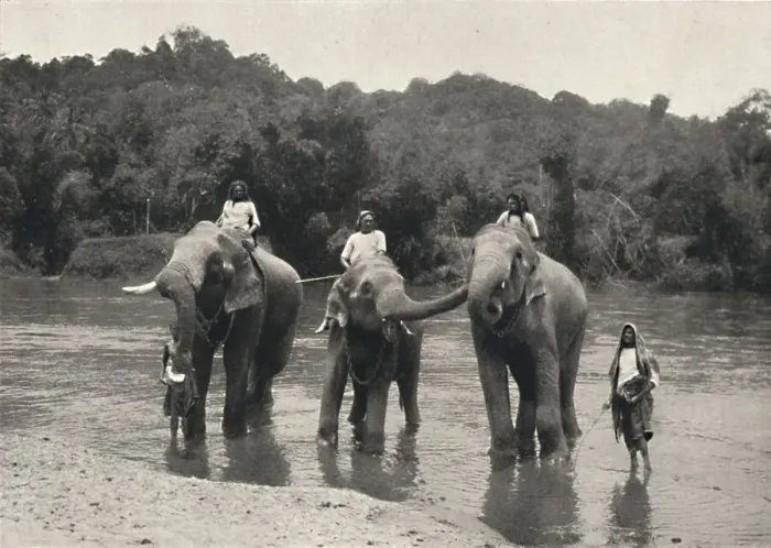 Framed Print : Elefanten im Bade (Mahaaliganga), 1926 Framed Print : Elefanten im Bade (Mahaaliganga), 1926