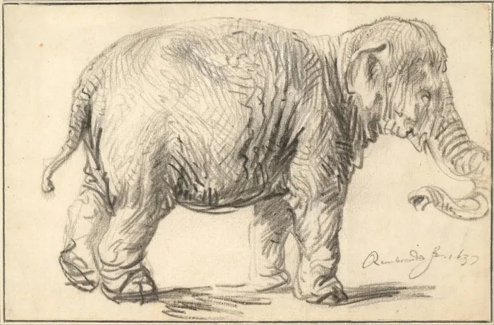 Framed Print : An Elephant, 1637. Artist: Rembrandt van Rhijn (1606-1669) Framed Print : An Elephant, 1637. Artist: Rembrandt van Rhijn (1606-1669)