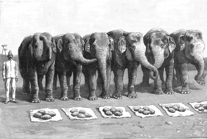 Framed Print : An Elephant Battery in India; Breakfast- Waiting for the Word Feed, 1890. Creator: Unknown Framed Print : An Elephant Battery in India; Breakfast- Waiting for the Word Feed, 1890. Creator: Unknown