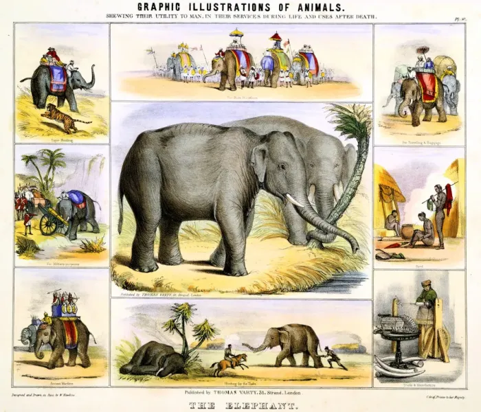 Framed Print : The Elephant, c1850. Artist: Benjamin Waterhouse Hawkins Framed Print : The Elephant, c1850. Artist: Benjamin Waterhouse Hawkins