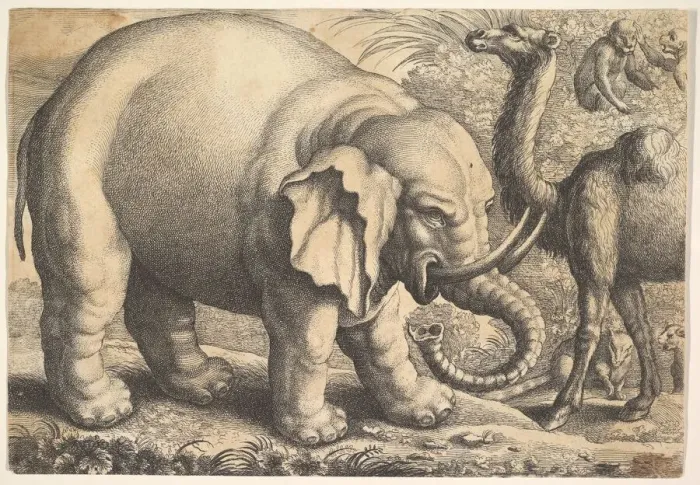 Framed Print : Elephant and Camel, 17th century (?). Creator: Wenceslaus Hollar Framed Print : Elephant and Camel, 17th century (?). Creator: Wenceslaus Hollar