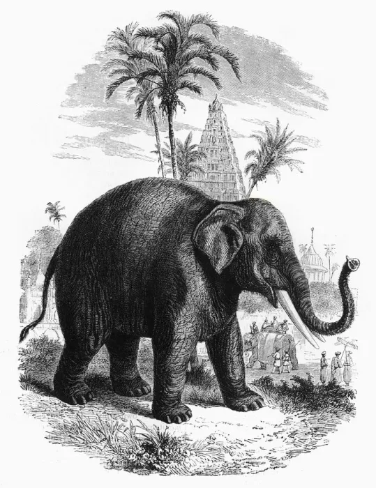 Framed Print : The Elephant of India, c1891. Creator: James Grant Framed Print : The Elephant of India, c1891. Creator: James Grant