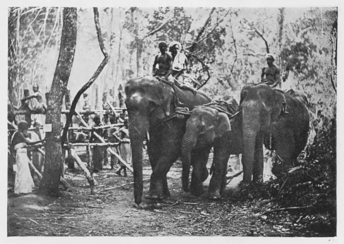 Framed Print : Elephant Kraaling in Ceylon - Free No Longer, c1890, (1910). Artist: Alfred William Amandus Plate Framed Print : Elephant Kraaling in Ceylon - Free No Longer, c1890, (1910). Artist: Alfred William Amandus Plate