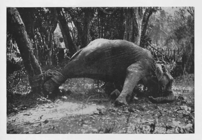 Framed Print : Elephant Kraaling in Ceylon - Noosed, c1890, (1910). Artist: Alfred William Amandus Plate Framed Print : Elephant Kraaling in Ceylon - Noosed, c1890, (1910). Artist: Alfred William Amandus Plate