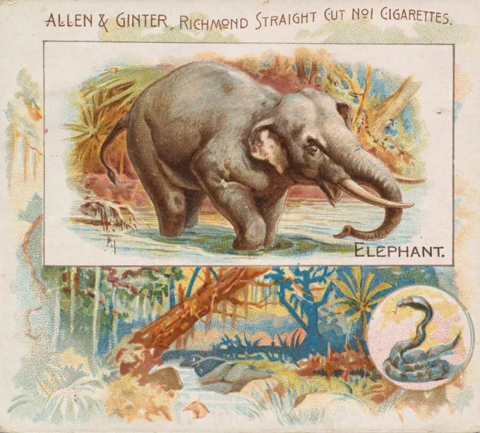 Framed Print : Elephant, from Quadrupeds series (N41) for Allen & Ginter Cigarettes, 1890 Framed Print : Elephant, from Quadrupeds series (N41) for Allen & Ginter Cigarettes, 1890