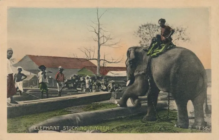 Framed Print : Elephant Stucking Timber, c1900 Framed Print : Elephant Stucking Timber, c1900