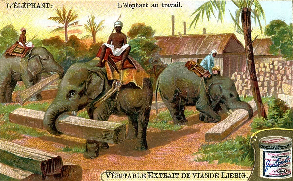 The Elephant at Work, c1900