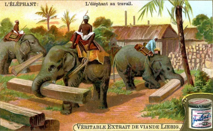 Framed Print : The Elephant at Work, c1900 Framed Print : The Elephant at Work, c1900