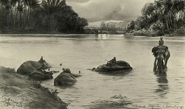 Elephants bathing in the Mahaweli river, Ceylon, 1898. Creator: Christian Wilhelm Allers